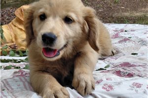Tamesis - Golden Retriever for sale