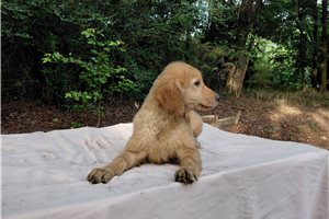 Veica - Golden Retriever for sale