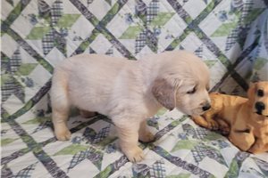 Lero - Golden Retriever for sale