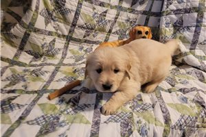 Giovanni - puppy for sale