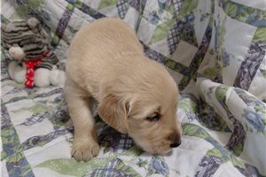 Borvo - puppy for sale