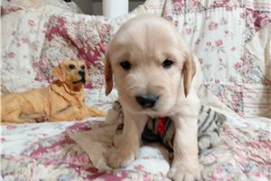 Glanis - Golden Retriever for sale