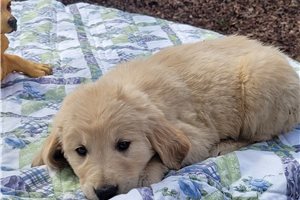 Shoney - Golden Retriever for sale