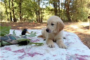 Lalonus - Golden Retriever for sale