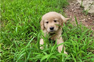 Charlie - puppy for sale