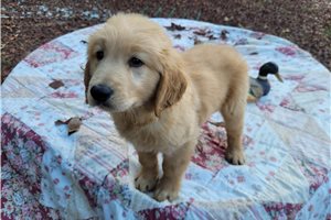 Glanis - Golden Retriever for sale