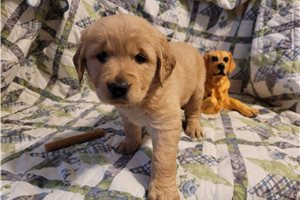 George - Golden Retriever for sale