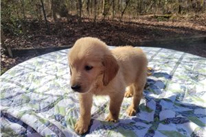 Finn - Golden Retriever for sale