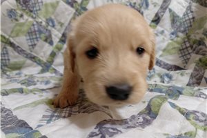 Maxima - Golden Retriever for sale