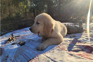 Akki - Golden Retriever for sale