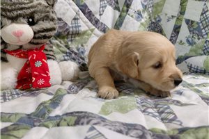 Bergimus - Golden Retriever for sale