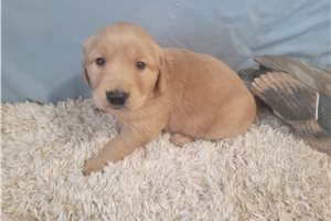 Aine - puppy for sale
