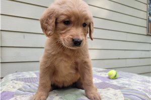 Bunnie - puppy for sale