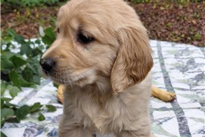 Belenus - Golden Retriever for sale
