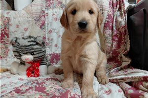Lalonus - Golden Retriever for sale