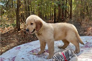 Niskus - Golden Retriever for sale