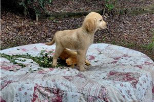 Verbeia - Golden Retriever for sale
