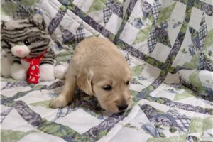 Belisama - puppy for sale