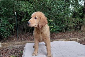 Cisa - puppy for sale