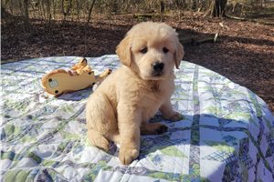 Mars - puppy for sale