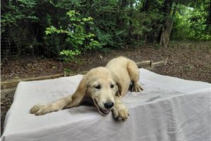 Verbeia - Golden Retriever for sale