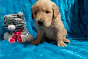 Lero - Golden Retriever for sale