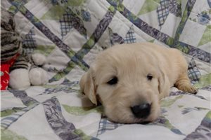 Brasennus - puppy for sale