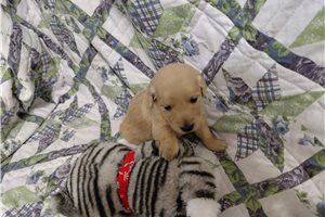 Belenus - Golden Retriever for sale