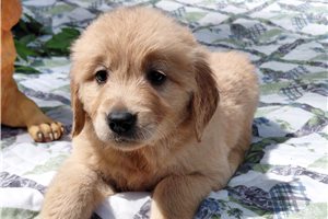 Bedaius - Golden Retriever for sale