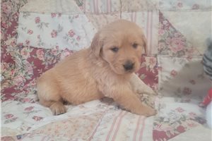 Clivana - puppy for sale
