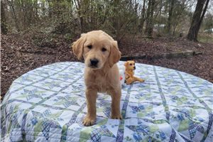 Arubias - Golden Retriever for sale