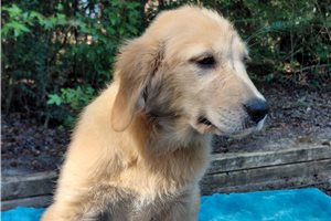 Vesunna - Golden Retriever for sale
