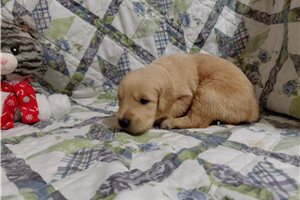 Pico - puppy for sale