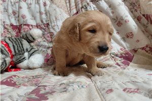 Lenus - Golden Retriever for sale