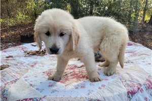 Belenus - Golden Retriever for sale