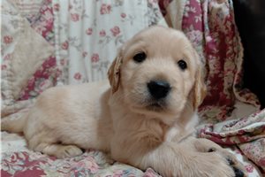 Mars - Golden Retriever for sale