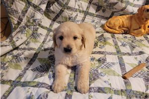 Gabriel - puppy for sale
