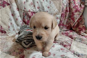 Carvonia - Golden Retriever for sale