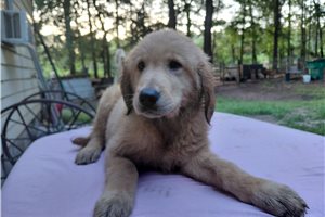 Bormana - Golden Retriever for sale