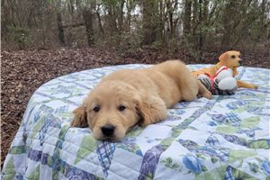 Mabon - Golden Retriever for sale