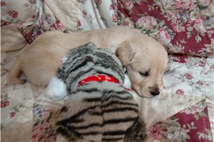 Caletos - puppy for sale