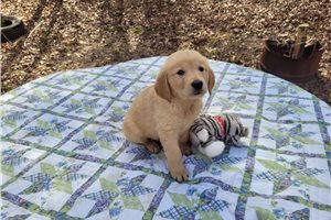 Dorminus - Golden Retriever for sale