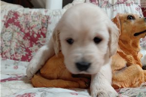 Grannus - Golden Retriever for sale