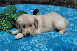 Verbeia - puppy for sale