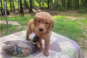 Heather - puppy for sale