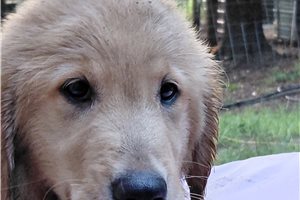 Bormana - Golden Retriever for sale
