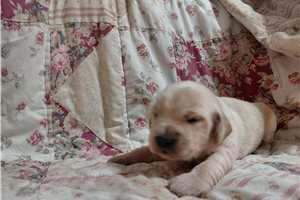 Jupiter - Golden Retriever for sale