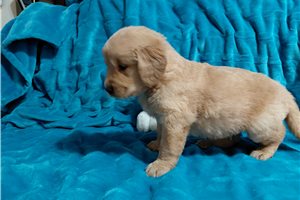 Lenus - Golden Retriever for sale