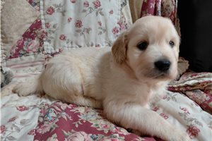 Jupiter - Golden Retriever for sale