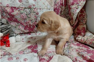 Cissonia - Golden Retriever for sale